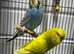 Pair of budgies