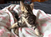 Tabby kitten