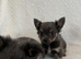 Chihuahua puppies