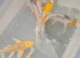 Butterfly koi