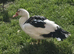 2 beautiful Muscovy ducks,