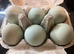 Lavender Araucana pullets