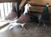 Coloured Racing pigeons for sale