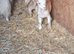 Lovely Goats