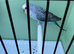 Top quality Blackwing split blackface budgies