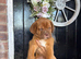 Dogue de bordeaux puppies