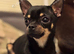 2 chihuahuas unrelated pair