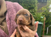 Beautiful dachshunds