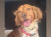 Male springer spaniel puppy for sale