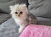 Persian Chinchilla Ragdoll Kittens Cat cute cats fluffballs adorable pets animals