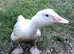 Embden geese (April hatch)