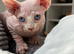 Male Sphynx kittens Ready Now