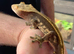 Gecko & tank