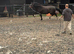 17 year old gelding