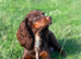 Gorgeous Chocolate working cocker pups