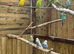 Plum head pair