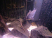 Breeding  pair