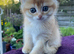 Beautiful Golden & Golden Colourpointed Kittens