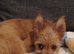 Terrier cross pomchi