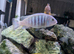Juvenile Salousi and Pseudotropheus kingsizei cichlids for sale