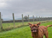 Dogue de bordeaux male