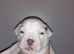 Champion Johnson American Bulldog Puppies due Autumn