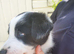 Border collie pups for sale