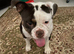 5 year old English bulldog