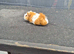 Female guinea pigs