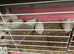 Jumbo quail English white