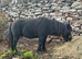 Registered mini gelding