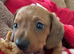5 kc reg mini dachshunds for sale