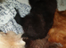 Beautiful house trained puppy 5 months old ready 9 June