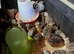 Japanese courtnix jumbo quails