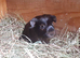 Pair of 8wk bonded boars