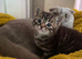 Kittens ready NOW