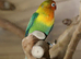 Baby Love birds,2