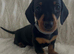 ️REDUCED️4 beautiful miniature dachshund puppies for sale
