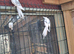 Pair of Cockatiels For Sale