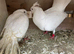 Free fantails