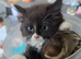 Ragdoll x blue russian