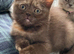 British shorthair for sale