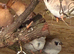 Various baby finches for sale