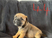 Border terrier puppies