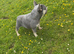 Adult French bulldog