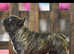 International Champion French Bulldog at Stud