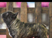 International Champion French Bulldog Available for Stud