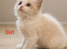 Ragdoll kittens (bicolour)