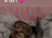Dachshund x Pomeranian puppies