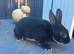 Mini Rex buck (jenson)